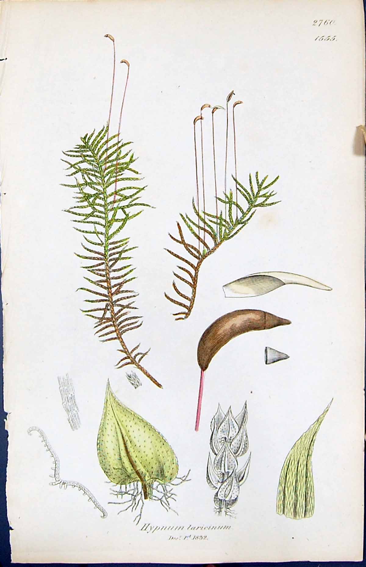 Antique Old Print Hypnum Laricinum British Plants Botany 1847 Sowerby Smith