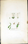 Old Print Polytrichum Hercynicum British Plants Botany 1847 Sowerby Smith 19th