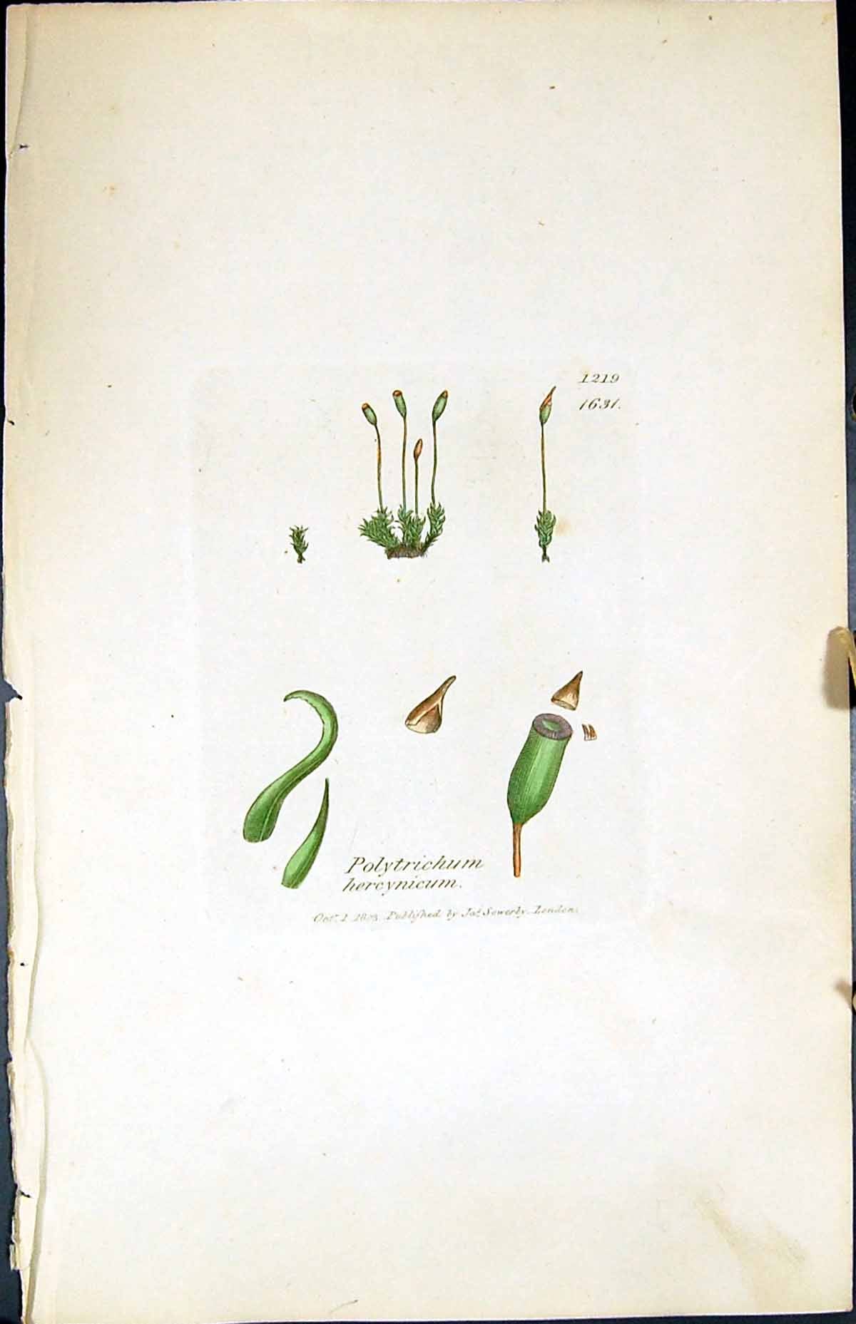 Old Print Polytrichum Hercynicum British Plants Botany 1847 Sowerby Smith 19th
