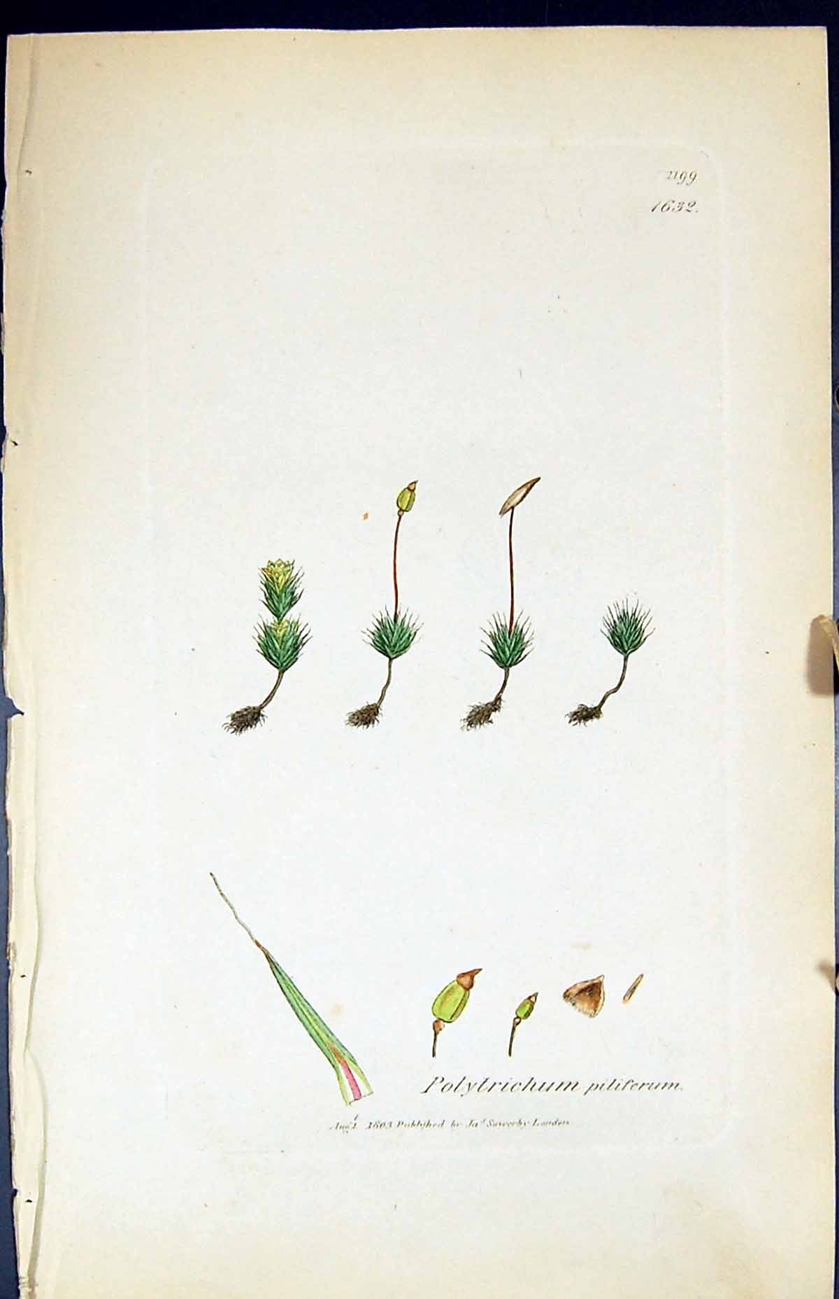 Old Print Polytrichum Piliferum British Plants Botany 1847 Sowerby Smith 19th