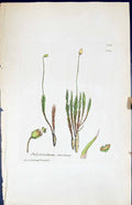 Antique Print Polytrichum Strictum British Plants Botany 1847 Sowerby Smith