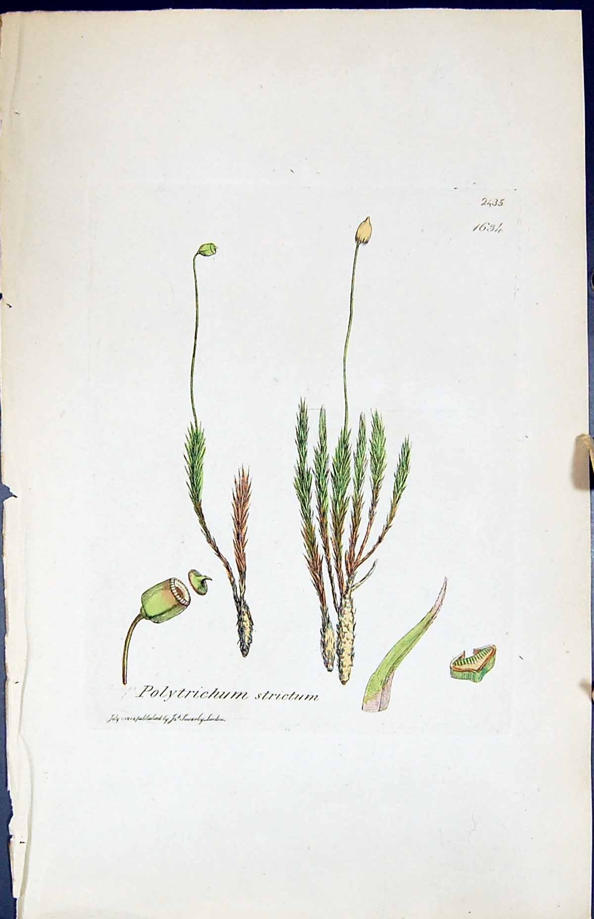 Antique Print Polytrichum Strictum British Plants Botany 1847 Sowerby Smith