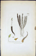 Old Polytrichum Septentrionale British Plants Botany 1847 Sowerby Smi Victorian