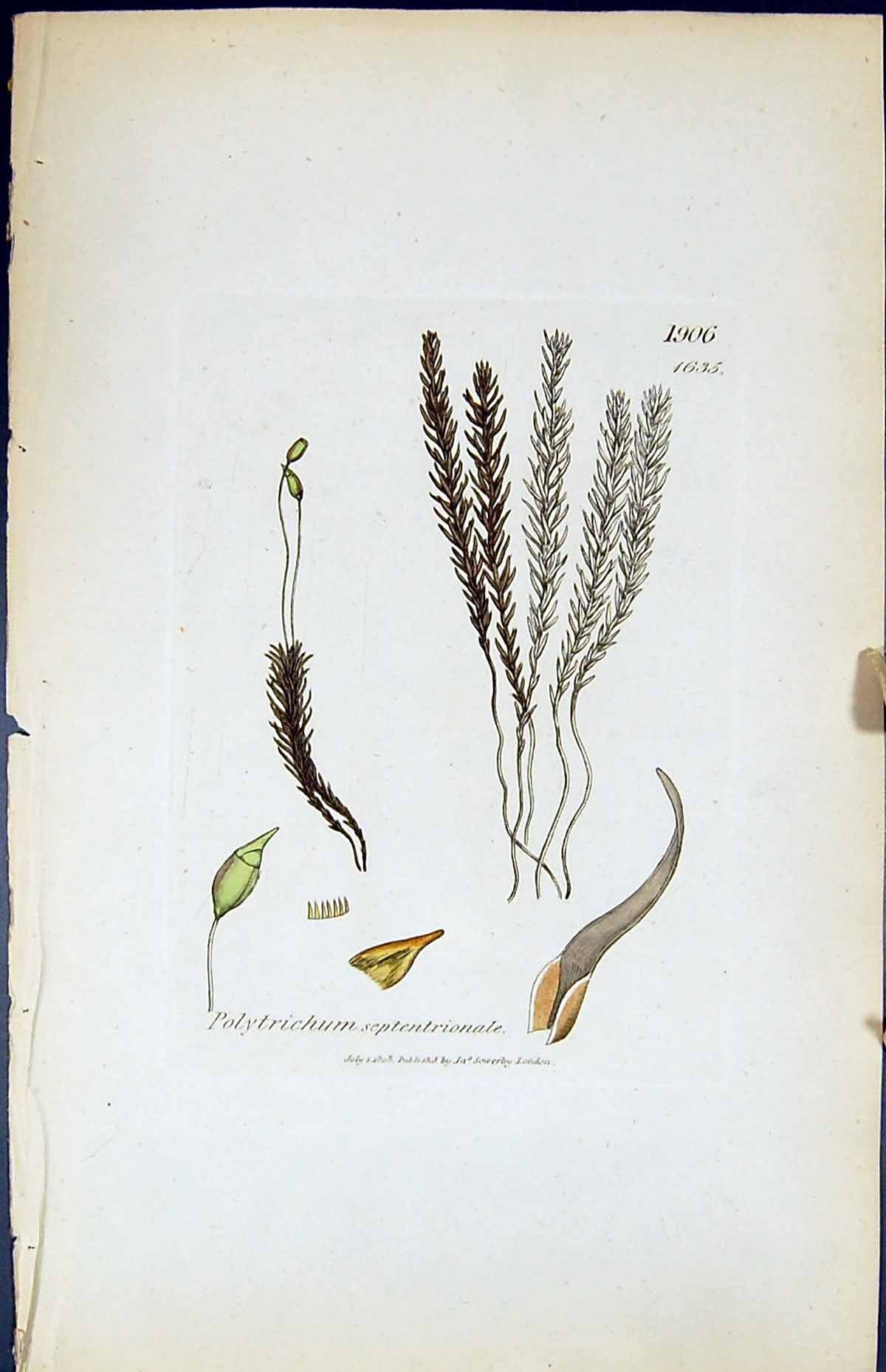 Old Polytrichum Septentrionale British Plants Botany 1847 Sowerby Smi Victorian