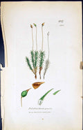 Antique Print Polytrichum Gracile British Plants Botany 1847 Sowerby Smith 19th