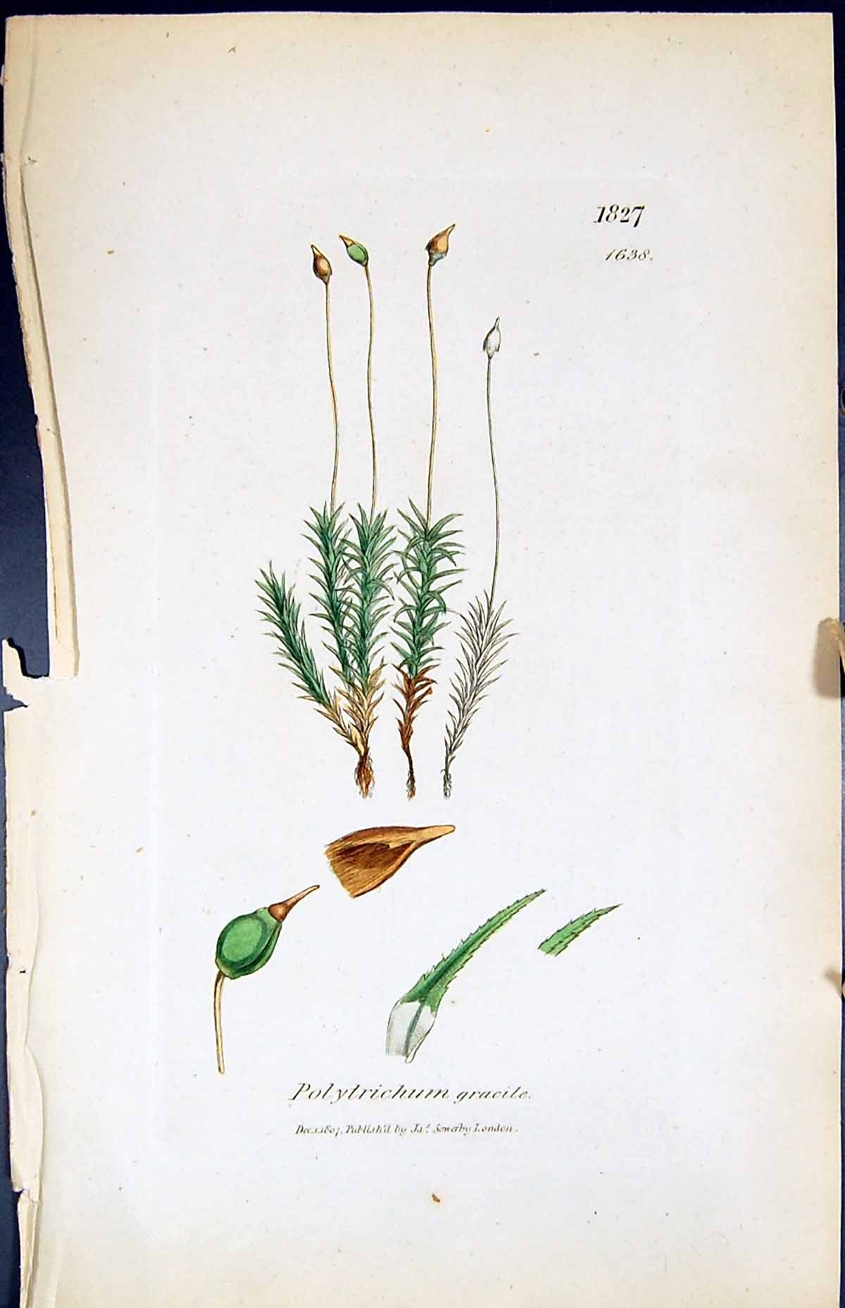 Antique Print Polytrichum Gracile British Plants Botany 1847 Sowerby Smith 19th