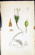 Antique Print Polytrichum Aplinum British Plants Botany 1847 Sowerby Smith 19th