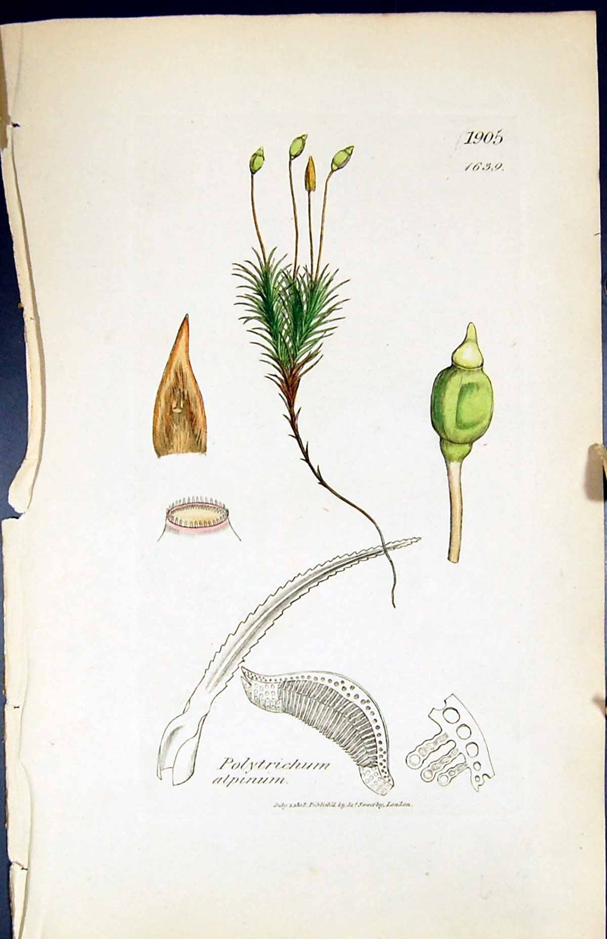 Antique Print Polytrichum Aplinum British Plants Botany 1847 Sowerby Smith 19th