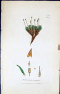 Old Print Polytrichum Urnigerum British Plants Botany 1847 Sowerby Smith 19th