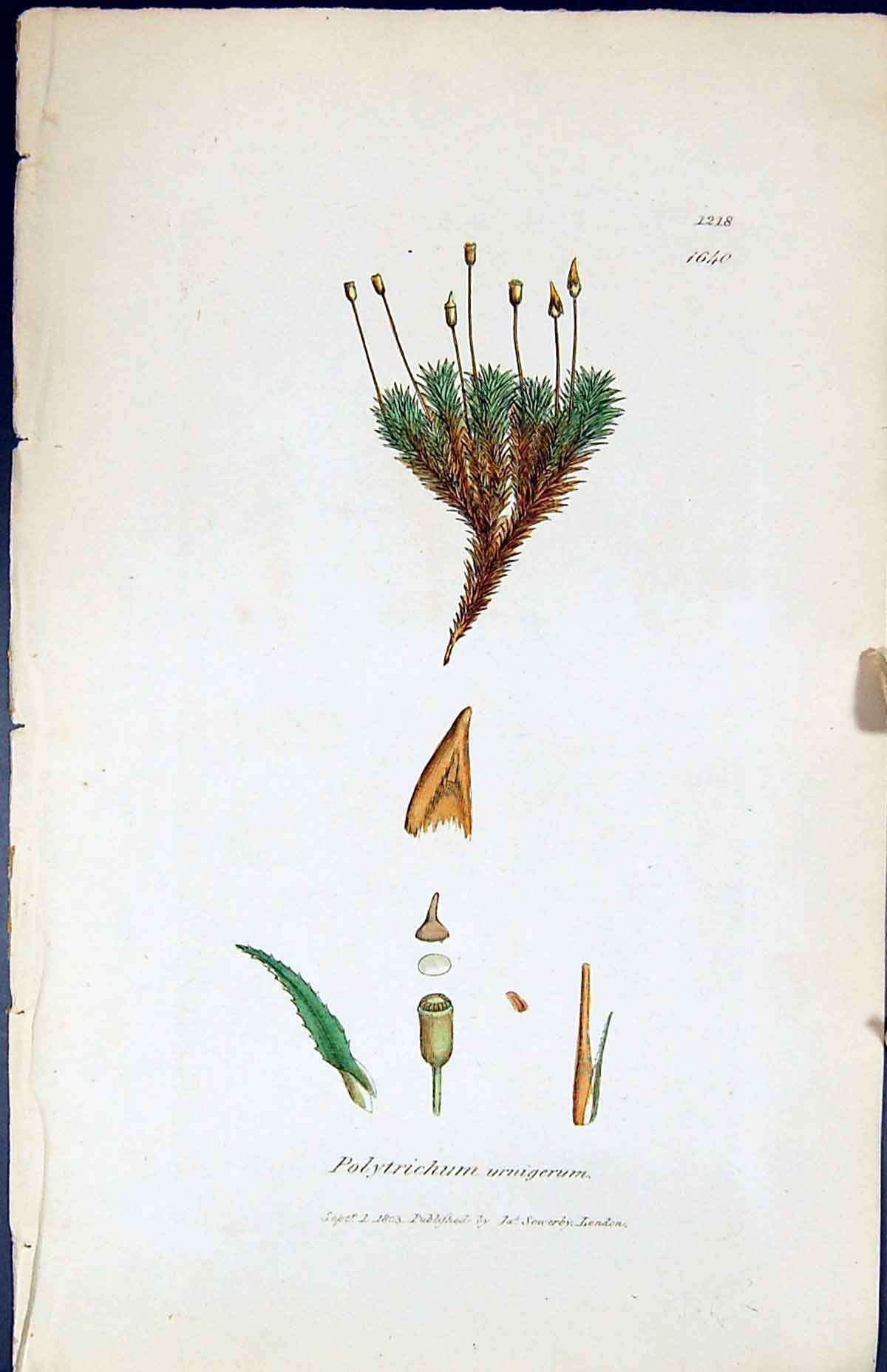 Old Print Polytrichum Urnigerum British Plants Botany 1847 Sowerby Smith 19th