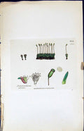 Antique Print Polytrichum Aloides British Plants Botany 1847 Sowerby Smith 19th