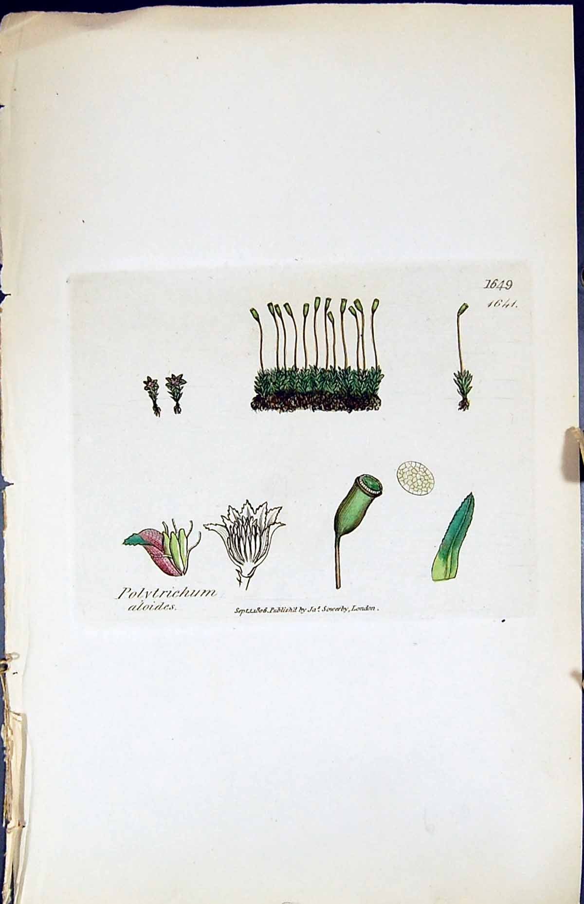 Antique Print Polytrichum Aloides British Plants Botany 1847 Sowerby Smith 19th