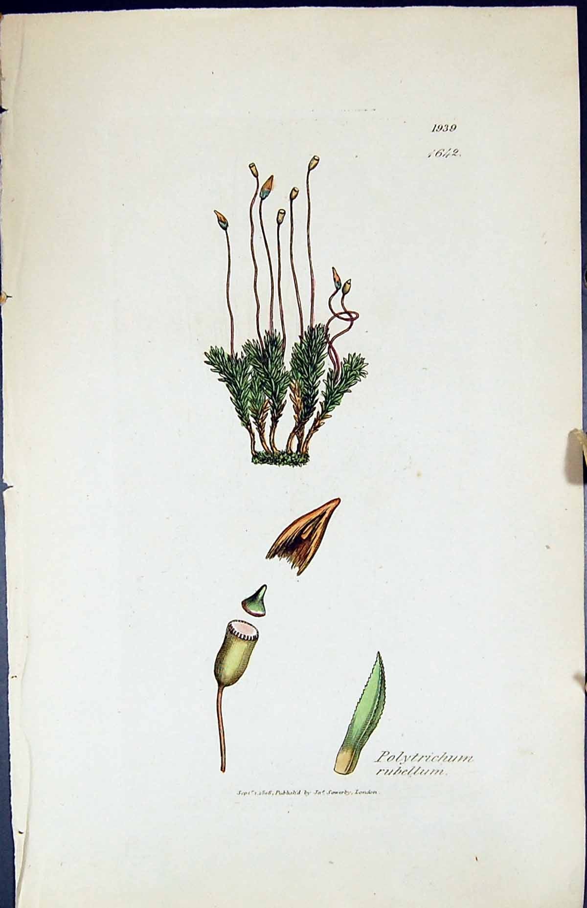 Antique Print Polytrichum Rubellum British Plants Botany 1847 Sowerby Smith