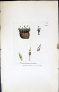 Antique Print Polytrichum Dicksoni British Plants Botany 1847 Sowerby Smith