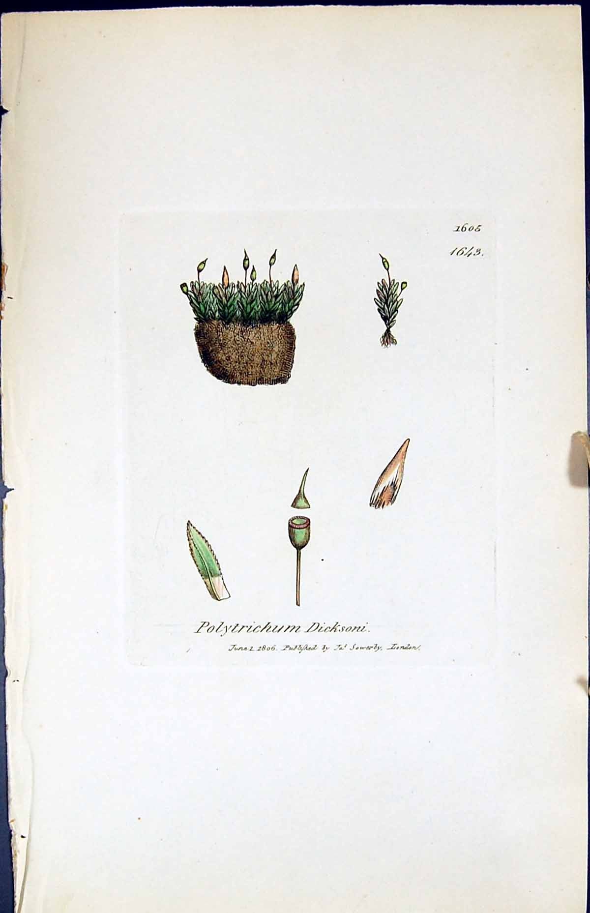 Antique Print Polytrichum Dicksoni British Plants Botany 1847 Sowerby Smith