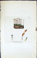 Antique Old Print Polytrichum Nanum British Plants Botany 1847 Sowerby Smith