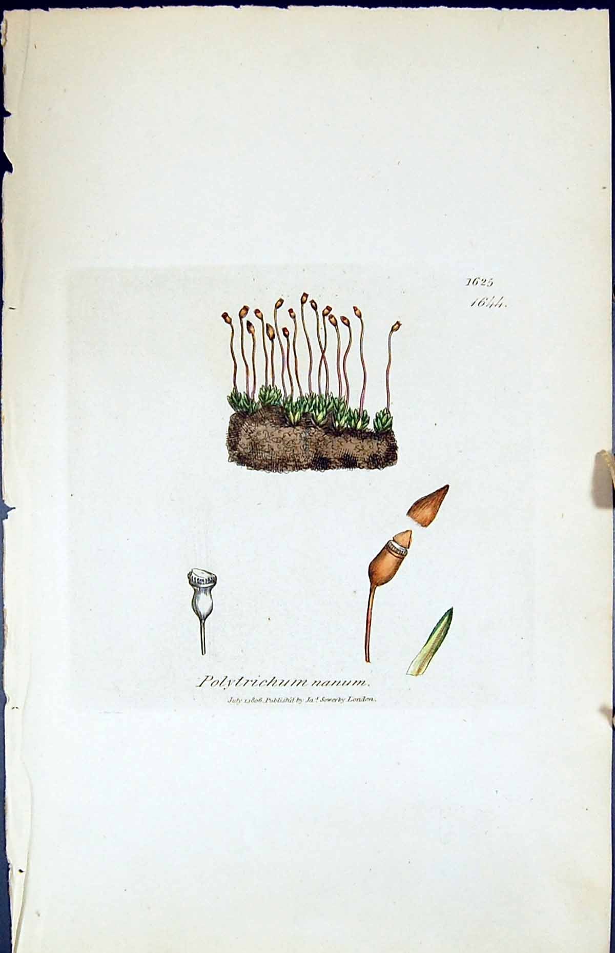 Antique Old Print Polytrichum Nanum British Plants Botany 1847 Sowerby Smith
