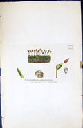 Old Polytrichum Subtrotundum British Plants Botany 1847 Sowerby Smith Victorian