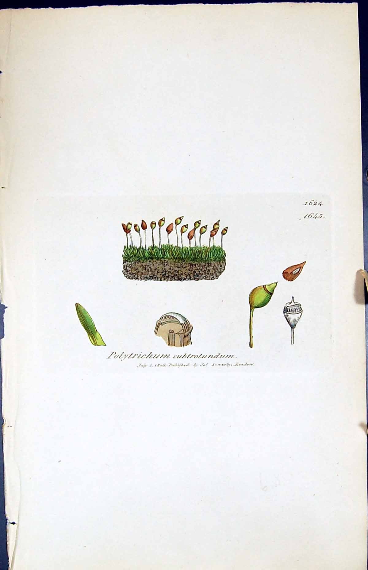 Old Polytrichum Subtrotundum British Plants Botany 1847 Sowerby Smith Victorian