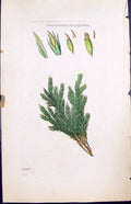 Old Cinclidotus Fontinaloides British Plants Botany 1847 Sowerby Smit Victorian