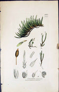 Antique Print Leucodon Sciuroides British Plants Botany 1847 Sowerby Smith 19th