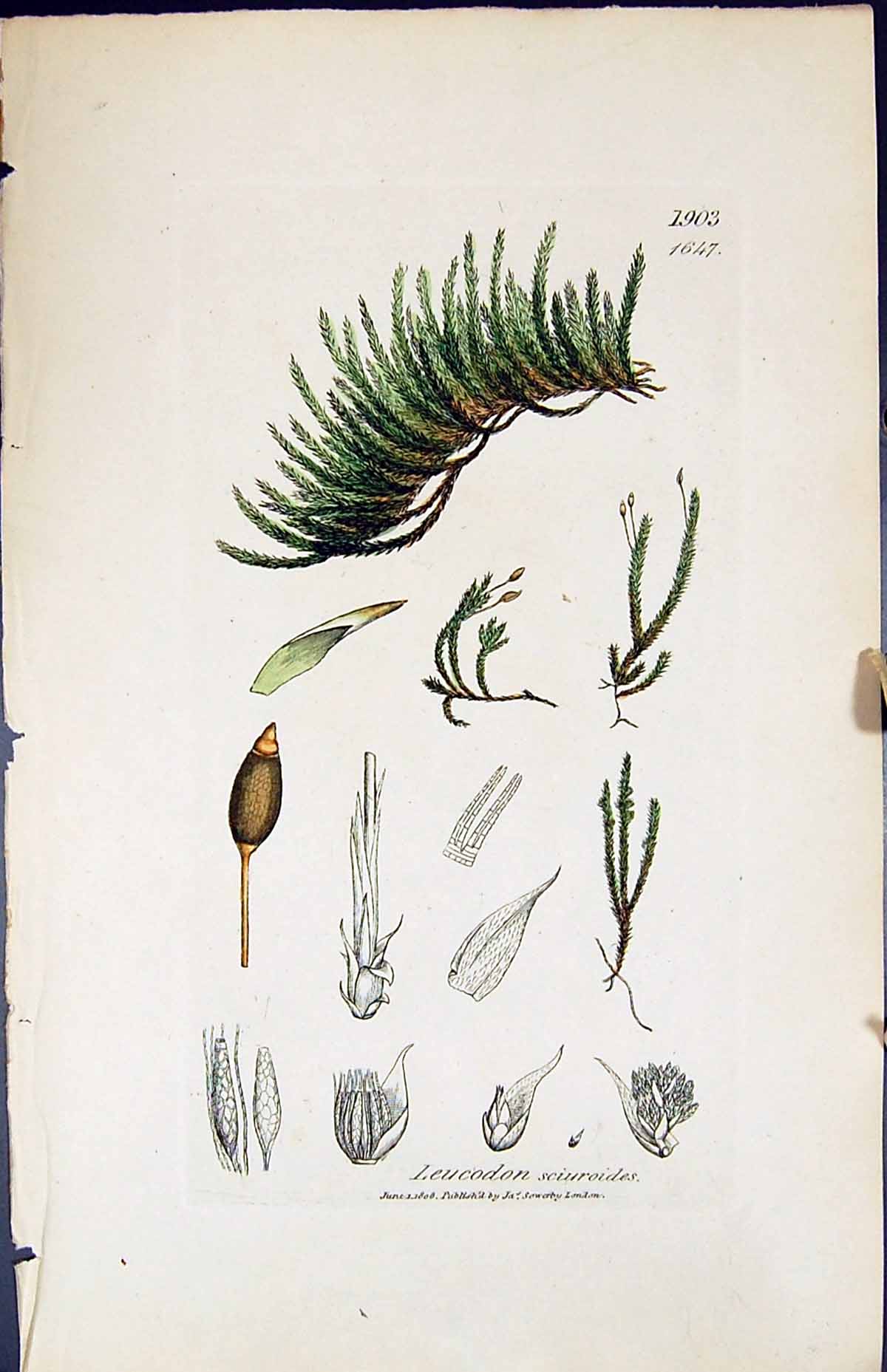 Antique Print Leucodon Sciuroides British Plants Botany 1847 Sowerby Smith 19th