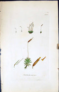 Antique Old Print Tortula Enervis British Plants Botany 1847 Sowerby Smith 19th