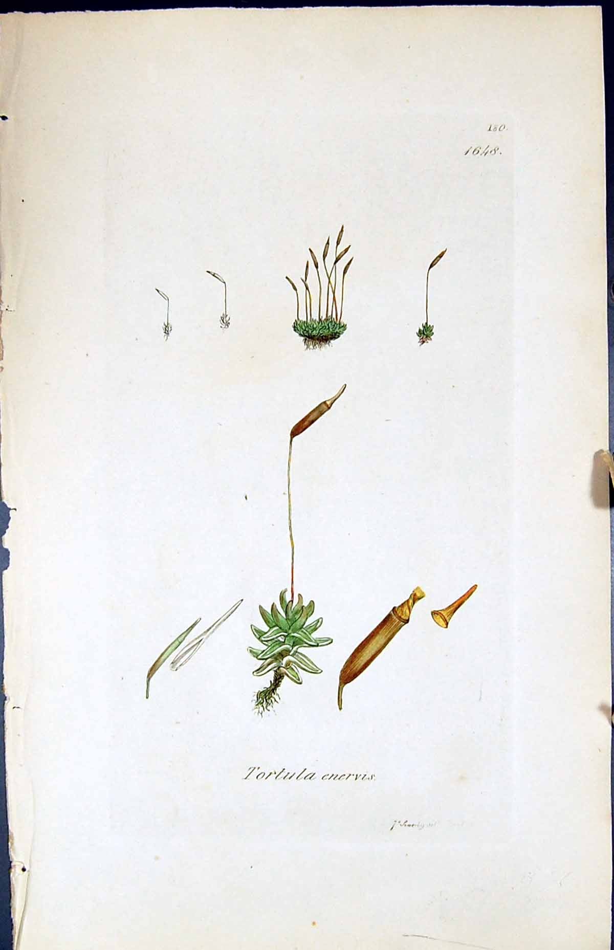 Antique Old Print Tortula Enervis British Plants Botany 1847 Sowerby Smith 19th