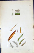Old Print Tortula Rigida British Plants Botany 1847 Sowerby Smith Colour 19th