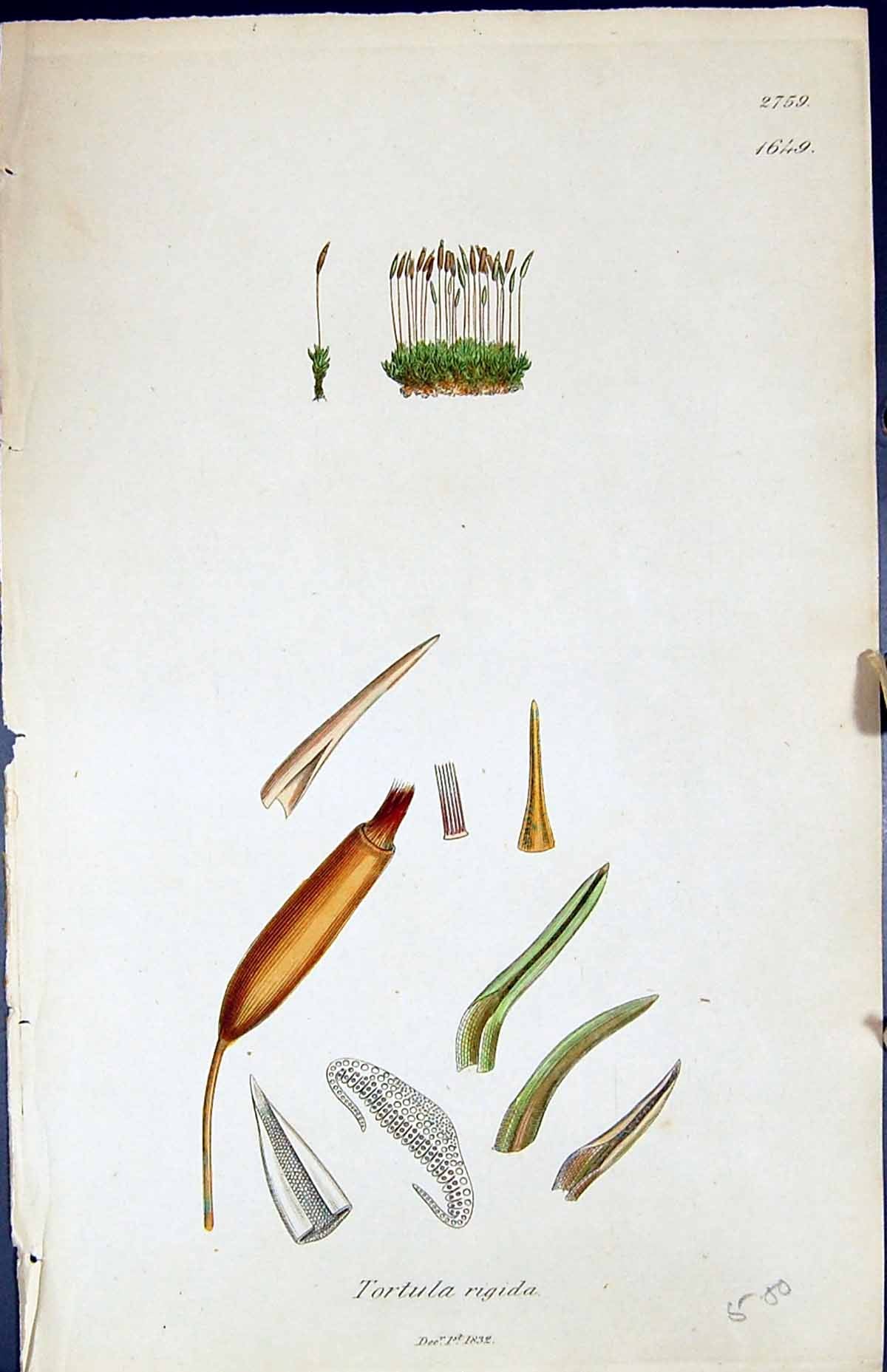 Old Print Tortula Rigida British Plants Botany 1847 Sowerby Smith Colour 19th