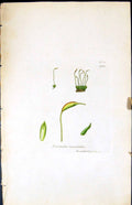 Antique Old Print Tortula Convoluta British Plants Botany 1847 Sowerby Smith