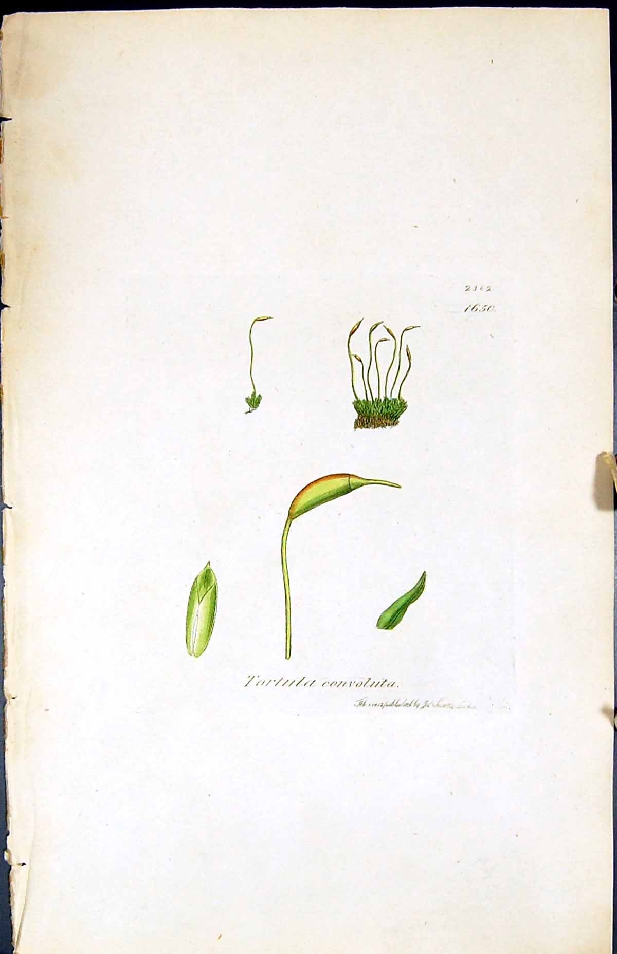 Antique Old Print Tortula Convoluta British Plants Botany 1847 Sowerby Smith