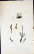 Antique Old Print Tortula Revoluta British Plants Botany 1847 Sowerby Smith