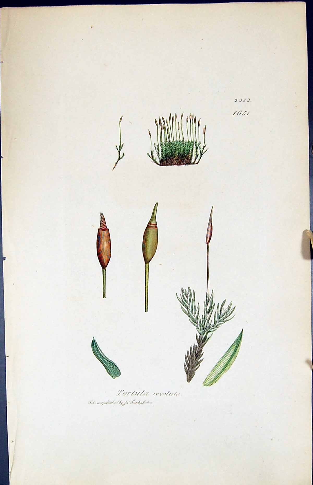 Antique Old Print Tortula Revoluta British Plants Botany 1847 Sowerby Smith