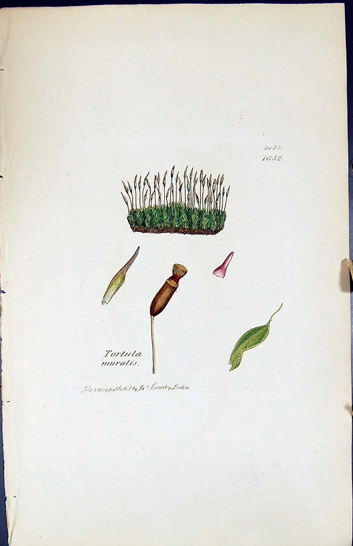 Antique Old Print Tortula Muralis British Plants Botany 1847 Sowerby Smith 19th