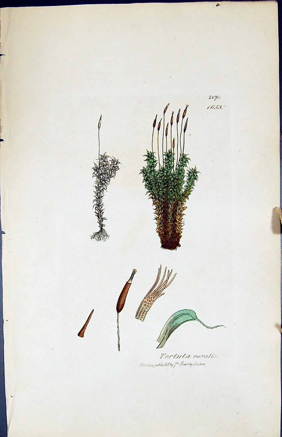 Antique Old Print Tortula Ruralis British Plants Botany 1847 Sowerby Smith 19th