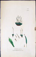 Antique Old Print Tortula Subulata British Plants Botany 1847 Sowerby Smith