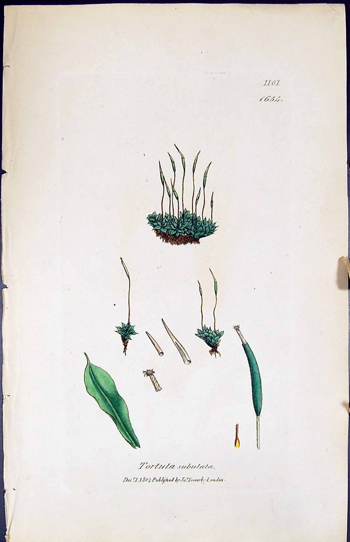Antique Old Print Tortula Subulata British Plants Botany 1847 Sowerby Smith