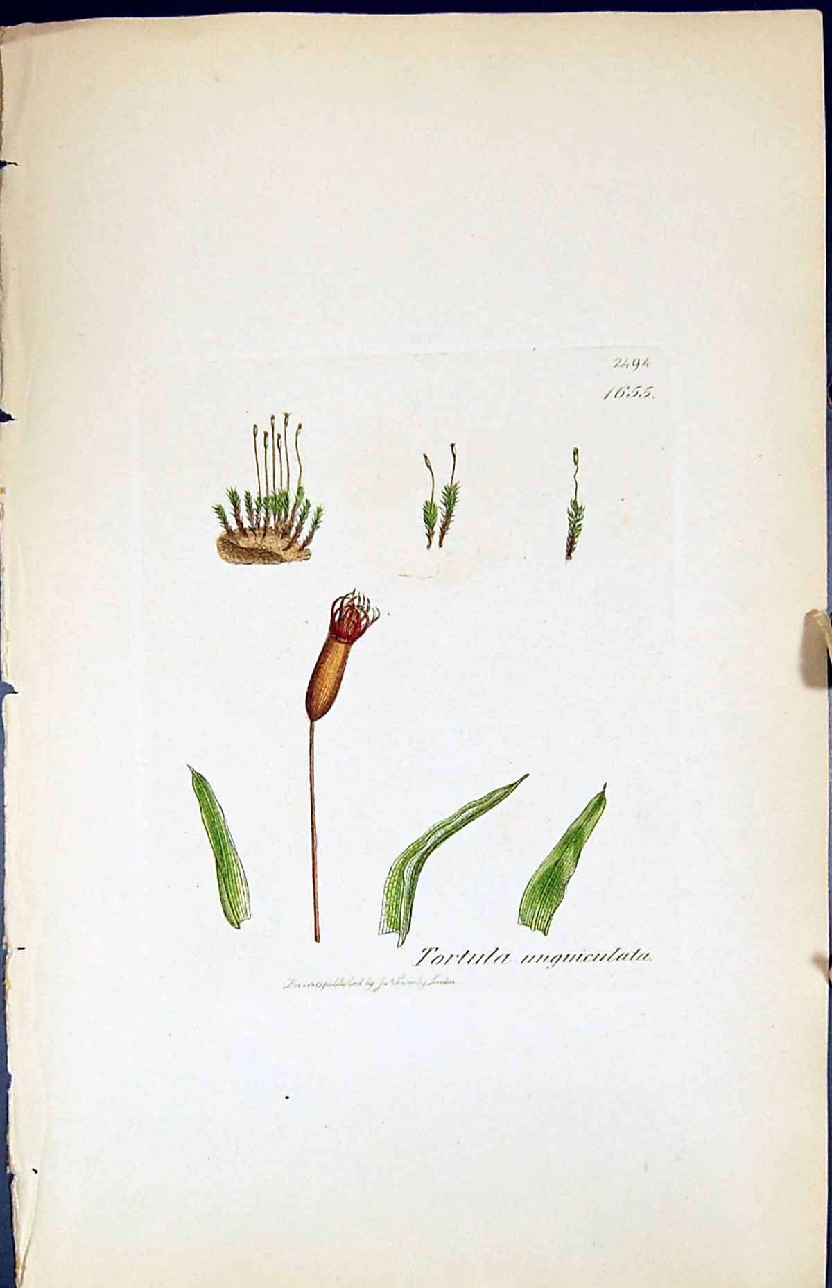 Antique Print Tortula Unguiculata British Plants Botany 1847 Sowerby Smith 19th