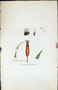 Antique Old Print Tortula Humilis British Plants Botany 1847 Sowerby Smith 19th