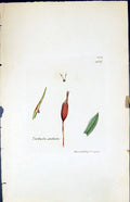 Antique Old Print Tortula Stellata British Plants Botany 1847 Sowerby Smith