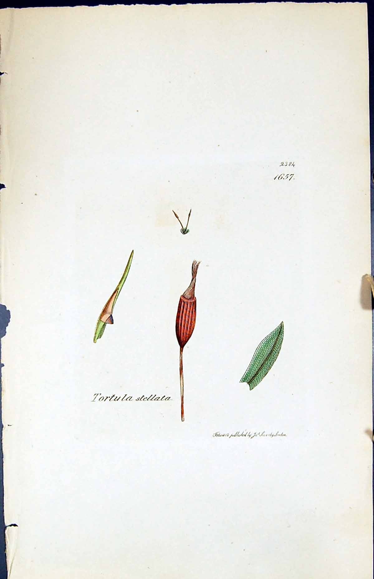 Antique Old Print Tortula Stellata British Plants Botany 1847 Sowerby Smith
