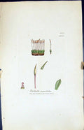 Antique Old Print Tortula Cuneifola British Plants Botany 1847 Sowerby Smith