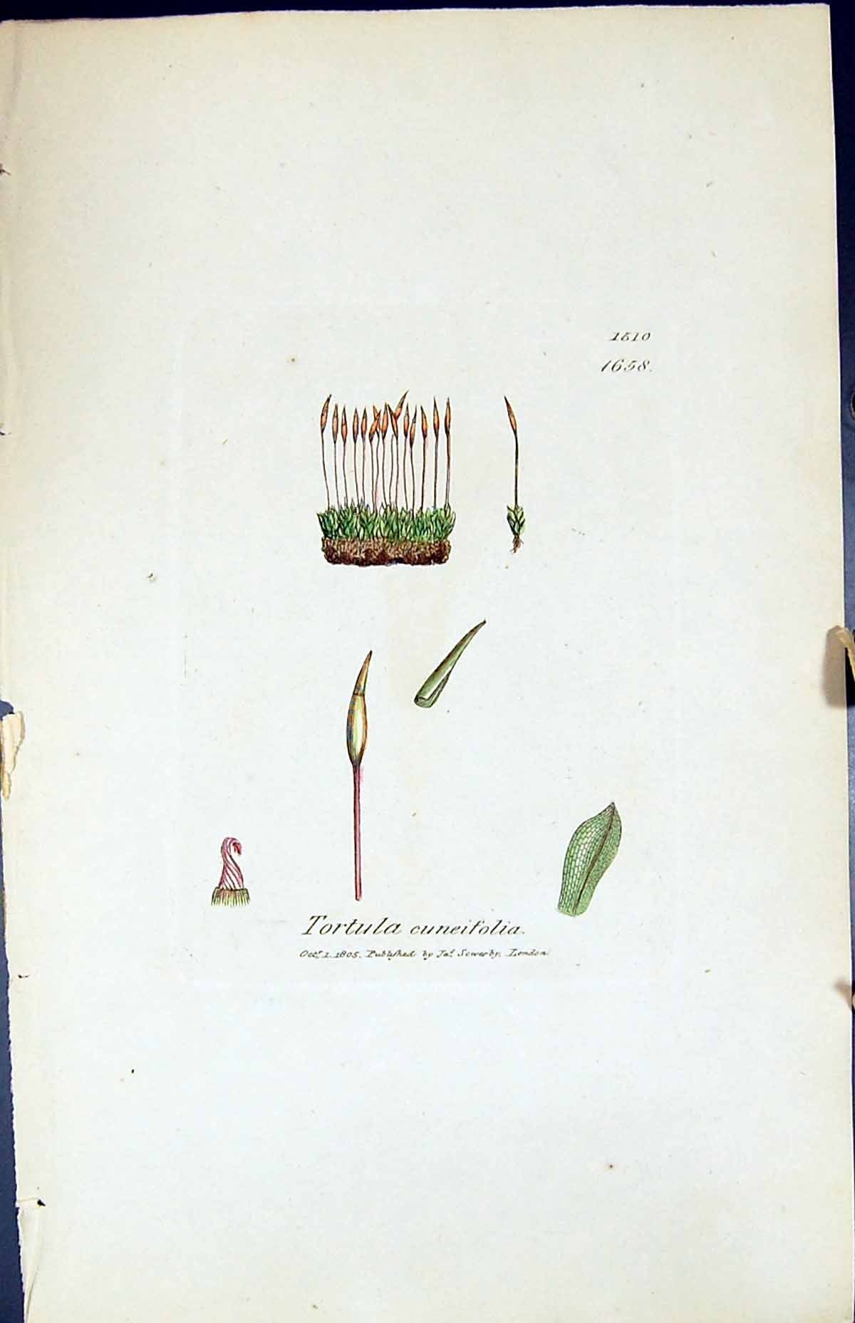 Antique Old Print Tortula Cuneifola British Plants Botany 1847 Sowerby Smith