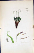 Antique Old Print Tortula Tortuosa British Plants Botany 1847 Sowerby Smith
