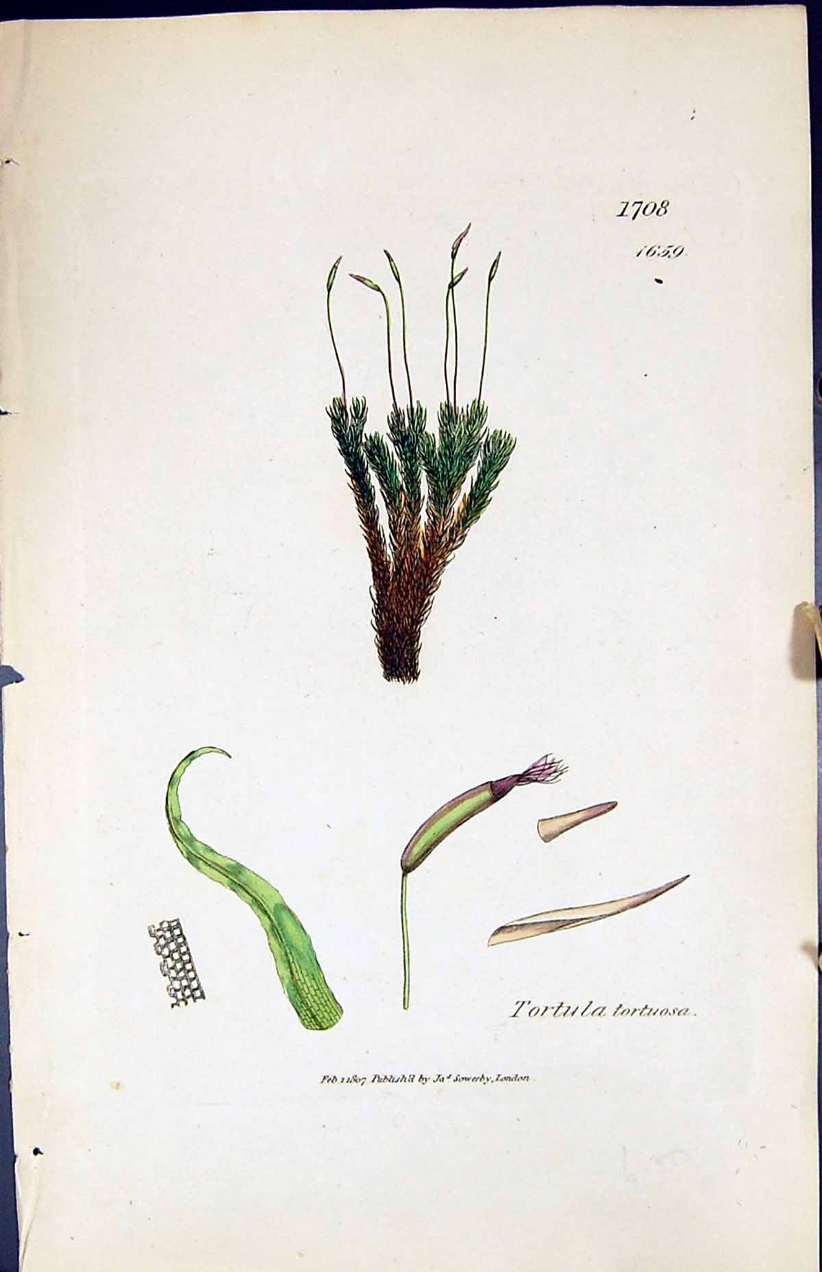 Antique Old Print Tortula Tortuosa British Plants Botany 1847 Sowerby Smith