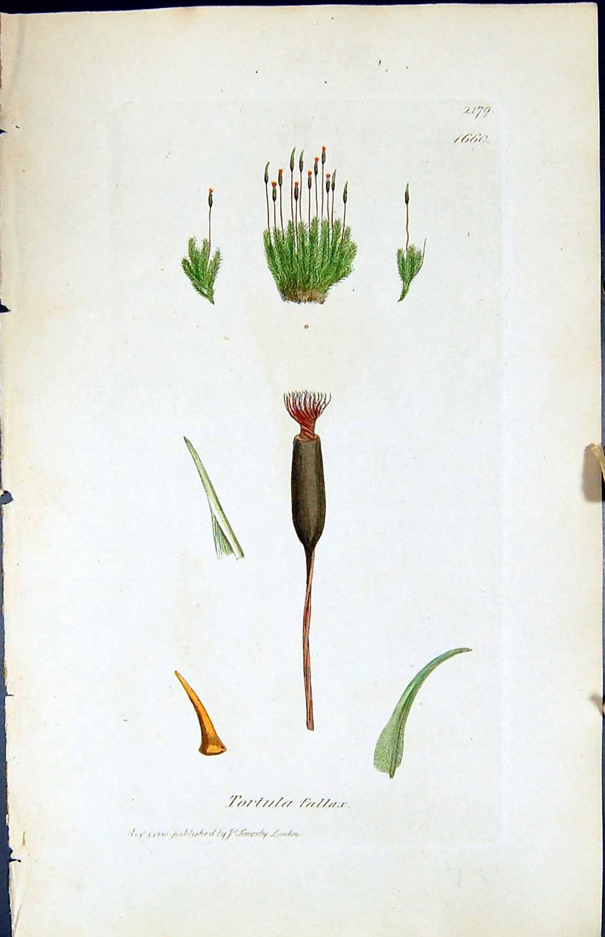 Old Print Tortula Fallax British Plants Botany 1847 Sowerby Smith Colour 19th