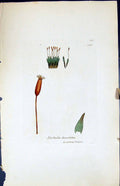 Antique Old Print Tortula Brevifolia British Plants Botany 1847 Sowerby Smith