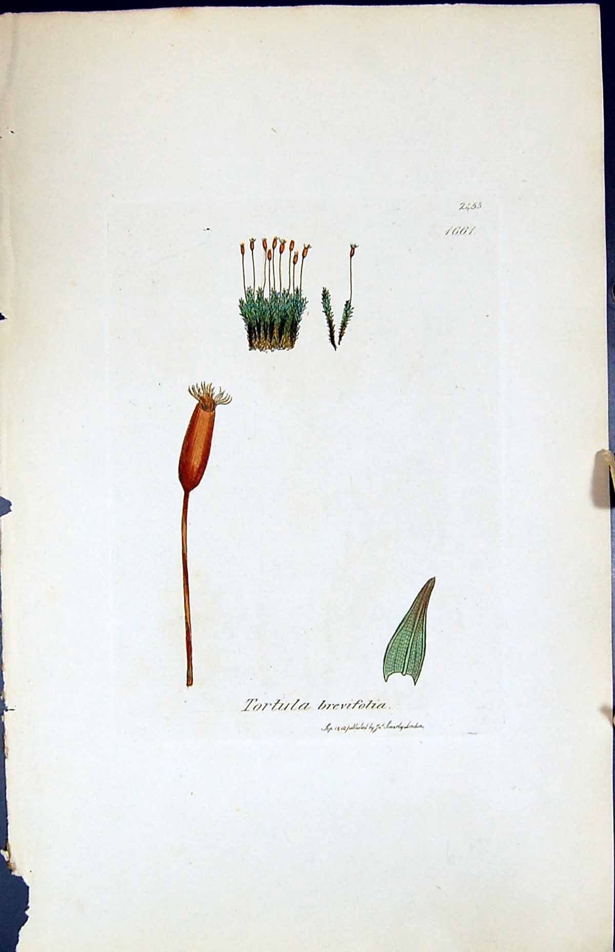 Antique Old Print Tortula Brevifolia British Plants Botany 1847 Sowerby Smith