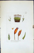 Antique Print Didymodon Purpureus British Plants Botany 1847 Sowerby Smith 19th